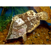 Monocirrhus Polycanthus 5-7cm